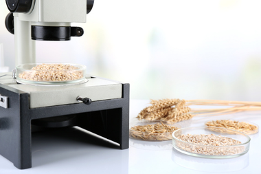 5 mangimi cereali laboratorio sicurezza alimentari controlli ogm © Africa Studio - Fotolia.com